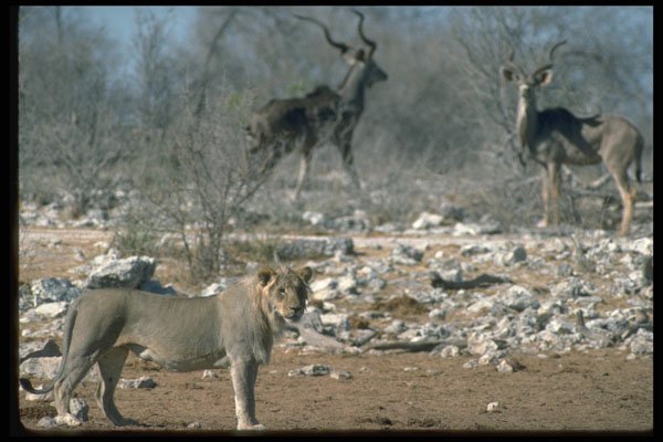335096 Gazelles And Lion In Desert Plain A4 Photo Print