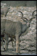 335097 Gnu A4 Photo Print