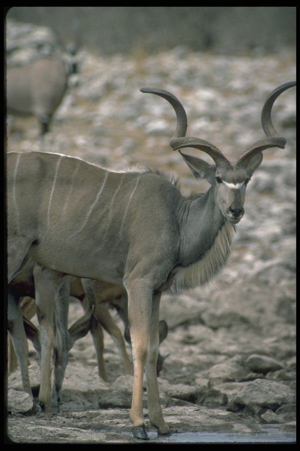 335097 Gnu A4 Photo Print