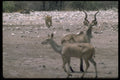 335098 Gnu's In The Namibia Desert A4 Photo Print