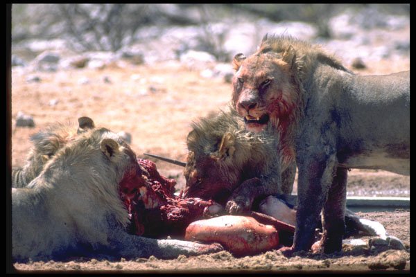 335099 Lions Feeding On Their Prey A4 Photo Print
