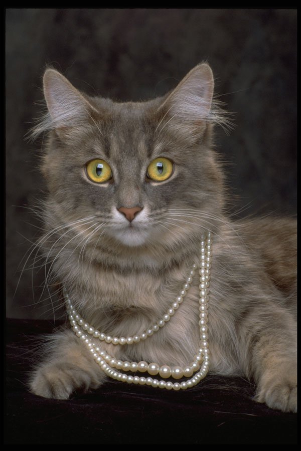 336001 Purrrrty In Pearls A4 Photo Print