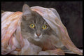 336002 Glamor Puss A4 Photo Print