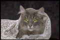 336003 Lounging In Lace A4 Photo Print