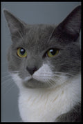 336005 Face It A4 Photo Print
