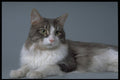336006 Contented Kitty A4 Photo Print