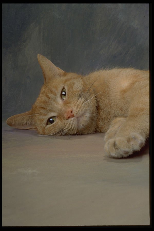 336008 Cat Nap A4 Photo Print