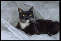 336010 Sylvester's Boudoir A4 Photo Print