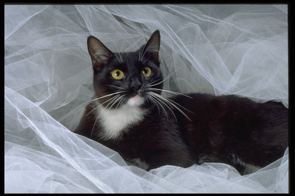 336010 Sylvester's Boudoir A4 Photo Print