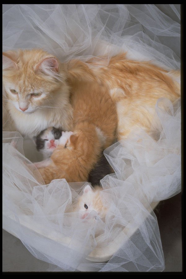 336013 Little Litter A4 Photo Print