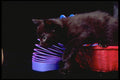 336015 Slinky A4 Photo Print