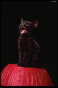 336016 Yuk A4 Photo Print