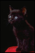 336017 Young Blue Eyes A4 Photo Print