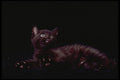 336018 Who Me  A4 Photo Print