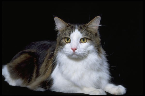 336019 Minou A4 Photo Print