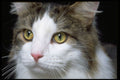 336020 Catty A4 Photo Print