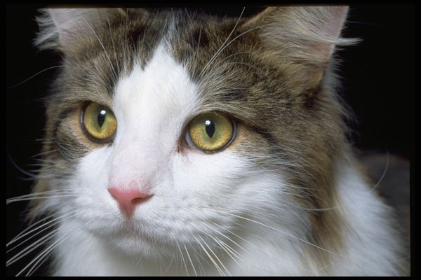 336020 Catty A4 Photo Print
