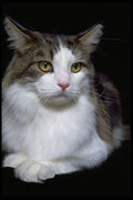 336021 Maine Coon A4 Photo Print