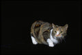336022 Manx A4 Photo Print