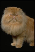 336024 I AM Smiling! A4 Photo Print