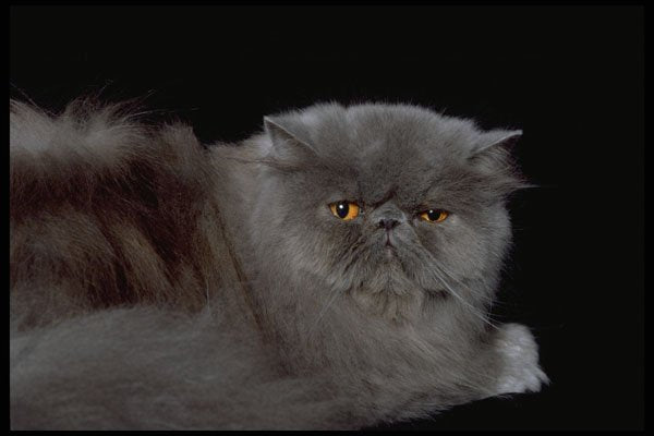 336025 Blue Persian A4 Photo Print