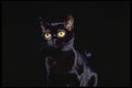 336027 Stealth A4 Photo Print