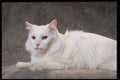 336029 Ami A4 Photo Print