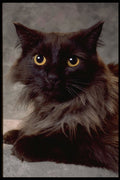 336030 Starr A4 Photo Print