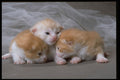 336031 Three Little Kittens A4 Photo Print