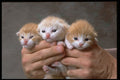 336032 Munchkins A4 Photo Print