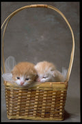 336033 Kitty A4 Photo Print