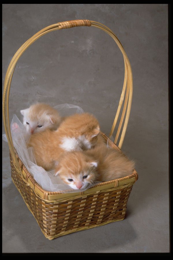336034 Fuzz Balls A4 Photo Print