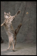 336037 Got The Friskies A4 Photo Print