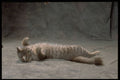 336038 Catnip A4 Photo Print