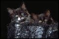 336039 Who Us  A4 Photo Print