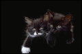 336041 Buddies A4 Photo Print
