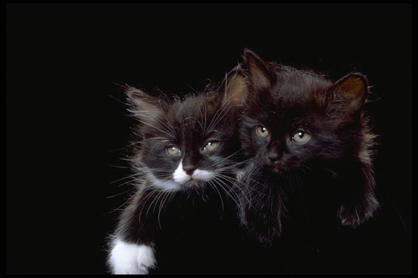336041 Buddies A4 Photo Print