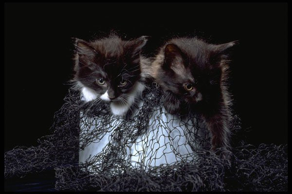 336042 Cathouse Blues A4 Photo Print