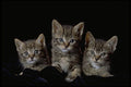 336044 Classic Kittens A4 Photo Print