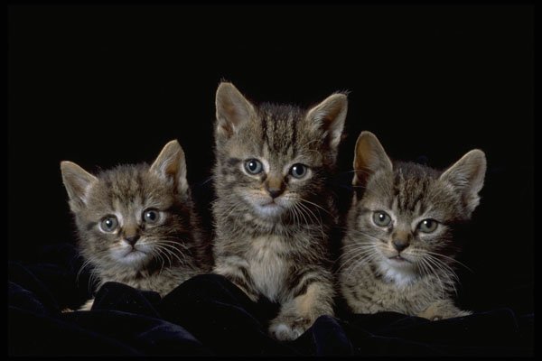 336044 Classic Kittens A4 Photo Print