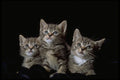 336045 Kit Kat Club A4 Photo Print