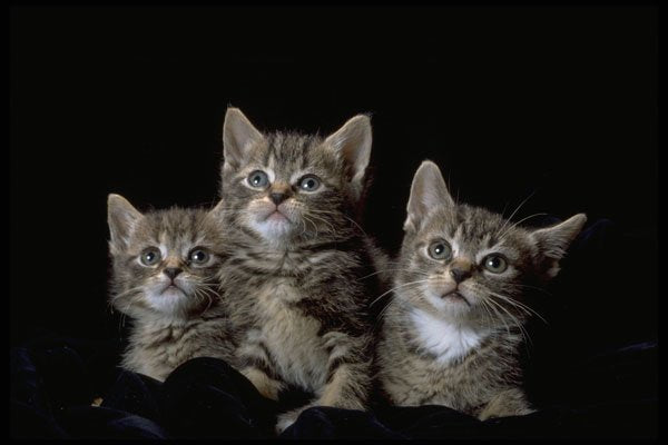 336045 Kit Kat Club A4 Photo Print