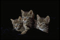 336046 Tiny Tabby Trio A4 Photo Print