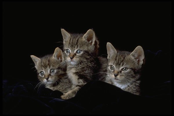 336046 Tiny Tabby Trio A4 Photo Print