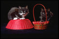 336047 Basket Case 1 A4 Photo Print
