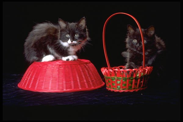 336047 Basket Case 1 A4 Photo Print