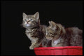 336048 Basket Case 2 A4 Photo Print