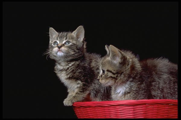 336048 Basket Case 2 A4 Photo Print