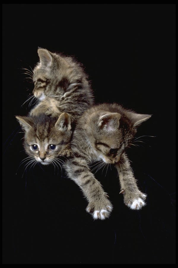 336049 Cats Galore A4 Photo Print