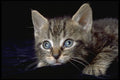 336050 Catatonic A4 Photo Print